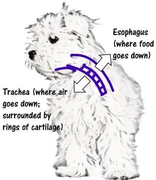 maltese-windpipe-anatomy